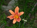 Day Lily (2)